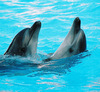 Dolphinarium