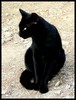 информацию о черных котятах
