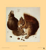Albrecht Durer "Squirrels" Постер