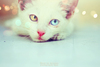 котёнок с разноцветными глазами