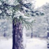 волшебная зима с пушистым снегом