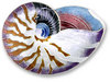 Nautilus Shell Jewelry Set