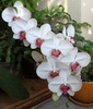 белая орхидея в горшке