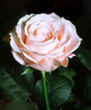 Букет нежно розовых роз