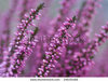 вереск(calluna vulgaris)