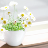 Simple White Flowerpots