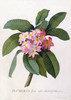 Plumeria, by G.D.Ehret (1708-76). Watercolour & bodycolour. Germany, 1744.