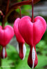 Цветы Bleeding hearts