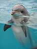 Пощупать дельфинов