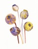 Poppy Pods - Archival Print