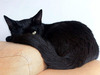 Черный кот или кошка