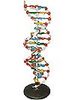 Модель структури ДНК
