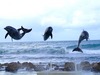 катание на дельфинах
