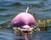 See the Pink dolphins