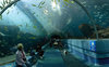 Посетить самый большой аквариум в мире Georgia Aquarium