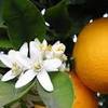 Гель для душа с ароматом цветов апельсина