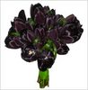 Черные тюльпаны
