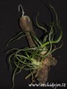 Tillandsia bulbosa