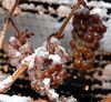 Icewine