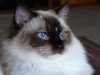 послушный котенок породы Ragdoll