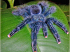 Avicularia geroldi