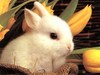 Кролик. Маленький карликовый кролик