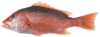 Red Snapper