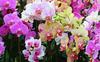Много орхидей различных цветов