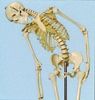 Мини-модель скелета с гибким позвоночником