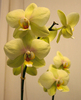 орхидея фаленопсис и только ФАЛЕНОПСИС