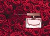 Rose The one D&G