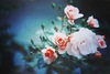 Roses/Розы