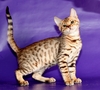 Котенка Бенгальской породы