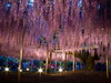 Увидеть Глицинии в парке Асикага, Япония.