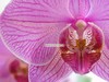 Розовая орхидея (фаленопсис)
