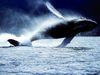 увидеть китов в естественной среде