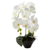 Белая орхидея в горшке