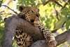 пазл Leopard Okavango Delta Botswana