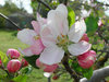 Фестиваль цветущих яблонь