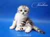 Scottish Fold