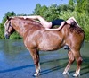Научиться ездить верхом на лошади