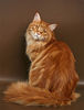 Кот породы мейн-кун, окрас красный мрамор