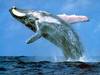 Увидеть китов в дикой природе