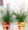 Juncus Spiralis