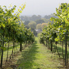 Vineyard Tour and Wine Tasting with Lunch for Two