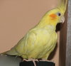Жёлтого попугайчика