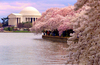 Увидеть цветение вишни в Вашингтон ДиСи