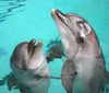 Поплавать с дельфинами