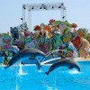 Шоу морских животных