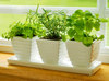 Выращивать на подоконнике зелень